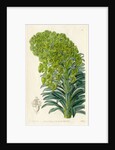 Mediterranean spurge by S Watts