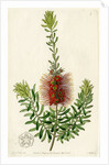 Scarlet kunzea by S Watts