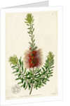 Scarlet kunzea by S Watts