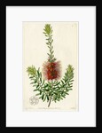 Scarlet kunzea by S Watts