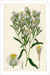 Fragrant waitzia by S Watts