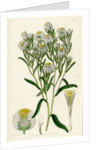 Fragrant waitzia by S Watts