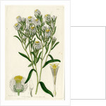 Fragrant waitzia by S Watts