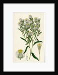 Fragrant waitzia by S Watts