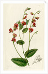 Heart-leaf flame pea by S Watts