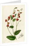 Heart-leaf flame pea by S Watts