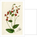 Heart-leaf flame pea by S Watts