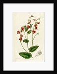 Heart-leaf flame pea by S Watts