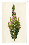 Aniseed boronia by S Watts