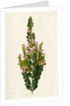 Aniseed boronia by S Watts