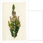 Aniseed boronia by S Watts