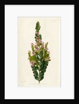 Aniseed boronia by S Watts
