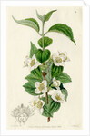 Hairy mock orange by S Watts