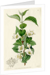 Hairy mock orange by S Watts