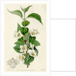 Hairy mock orange by S Watts