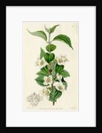 Hairy mock orange by S Watts