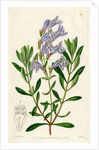 ‘Thick leaved pentstemon’ by S Watts