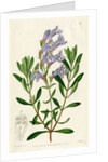 ‘Thick leaved pentstemon’ by S Watts