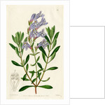 ‘Thick leaved pentstemon’ by S Watts
