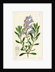 ‘Thick leaved pentstemon’ by S Watts