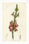Red heath by S Watts