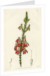 Red heath by S Watts