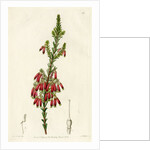 Red heath by S Watts