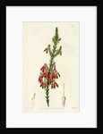 Red heath by S Watts