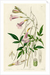 Himalayan gloxinia by S Watts