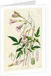 Himalayan gloxinia by S Watts