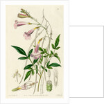 Himalayan gloxinia by S Watts