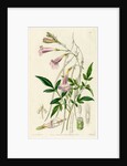 Himalayan gloxinia by S Watts