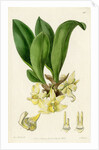 ‘Pale stenia’ by S Watts