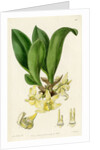 ‘Pale stenia’ by S Watts