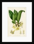 ‘Pale stenia’ by S Watts