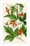 ‘Red loasa’ by S Watts