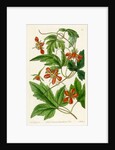 ‘Red loasa’ by S Watts