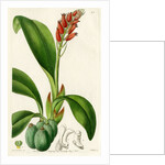 ‘Blood-coloured cryptochilus’ by S Watts