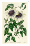 Siebald’s clematis by S Watts