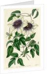 Siebald’s clematis by S Watts