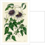 Siebald’s clematis by S Watts