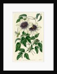 Siebald’s clematis by S Watts