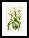 Ochre yellow prosthechea by S Watts