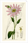 ‘Mr. Dickson’s echinacea’ by S Watts