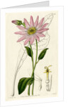 ‘Mr. Dickson’s echinacea’ by S Watts