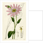 ‘Mr. Dickson’s echinacea’ by S Watts
