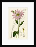 ‘Mr. Dickson’s echinacea’ by S Watts