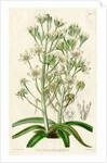 Mediterranean ornithogalum by S Watts