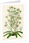 Mediterranean ornithogalum by S Watts