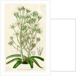 Mediterranean ornithogalum by S Watts